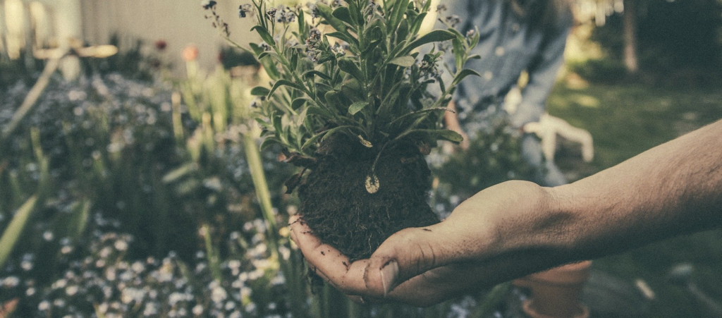 Gardening as a hobby.